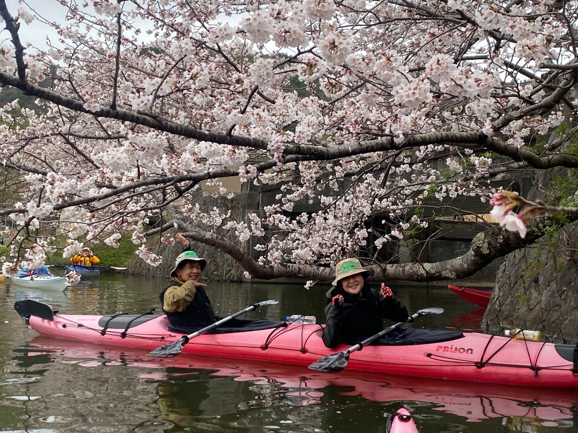 近江八幡の桜