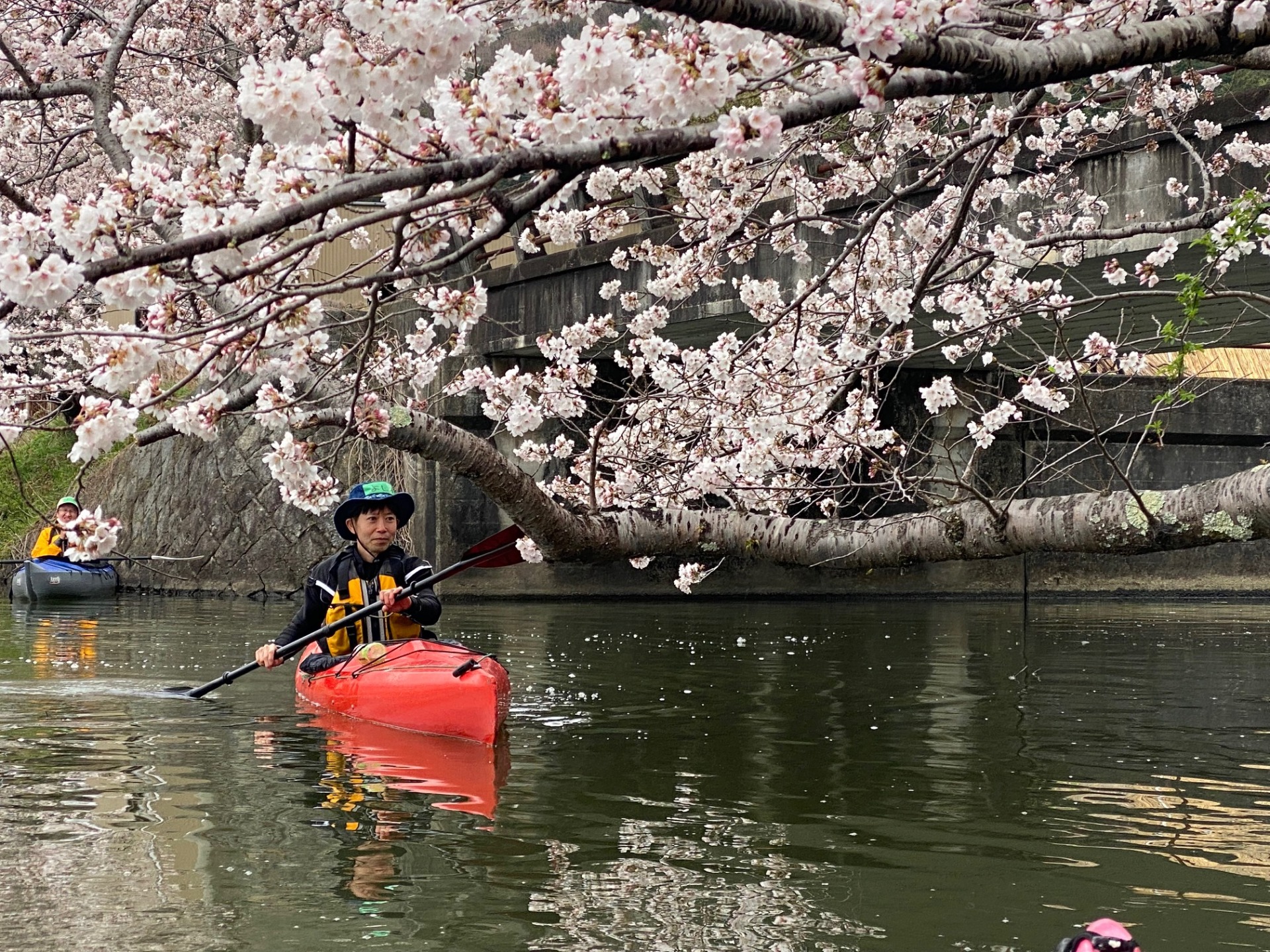 水郷　近江八幡　桜　カヤック