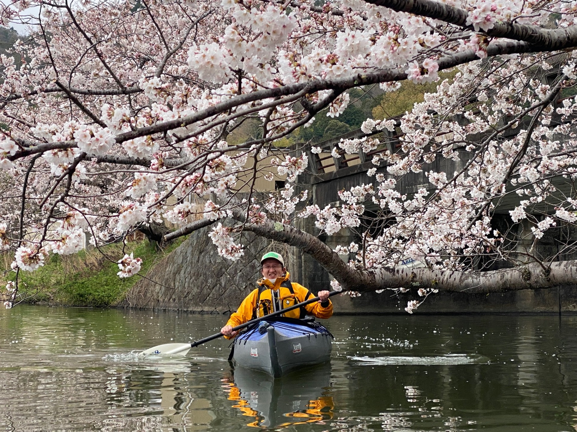 水郷　桜　カヤック