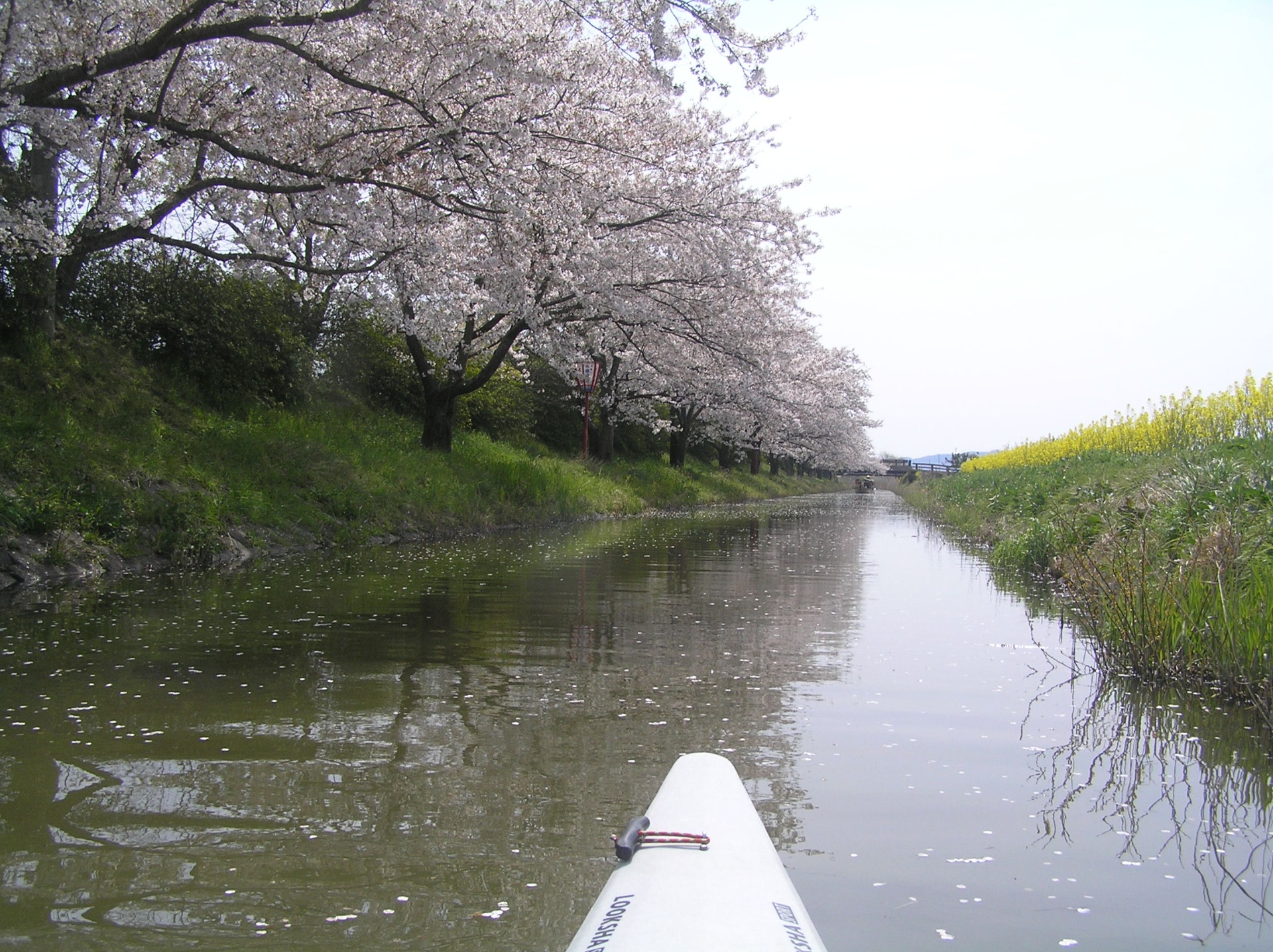 水郷　カヤック