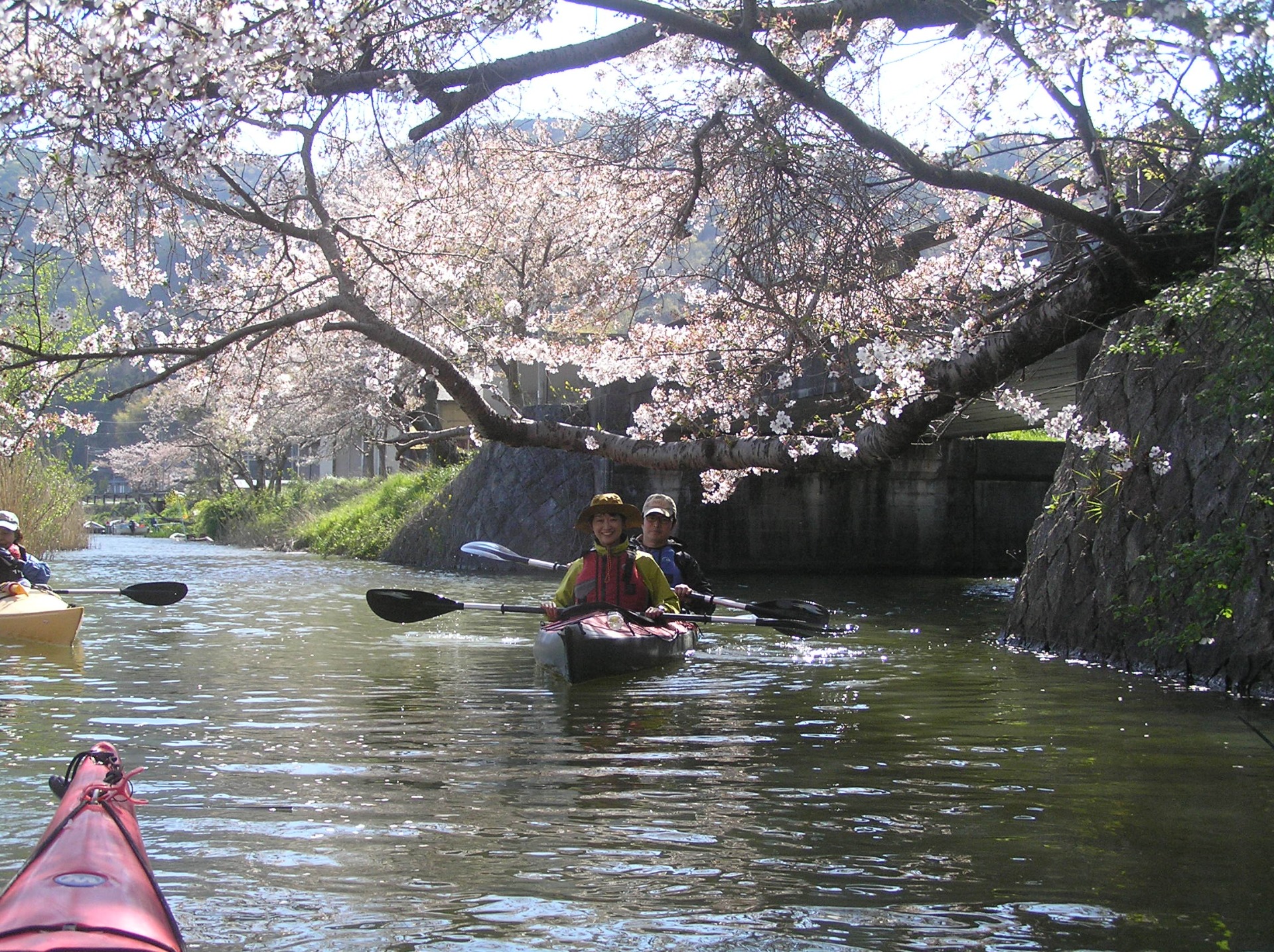 桜花見カヤック