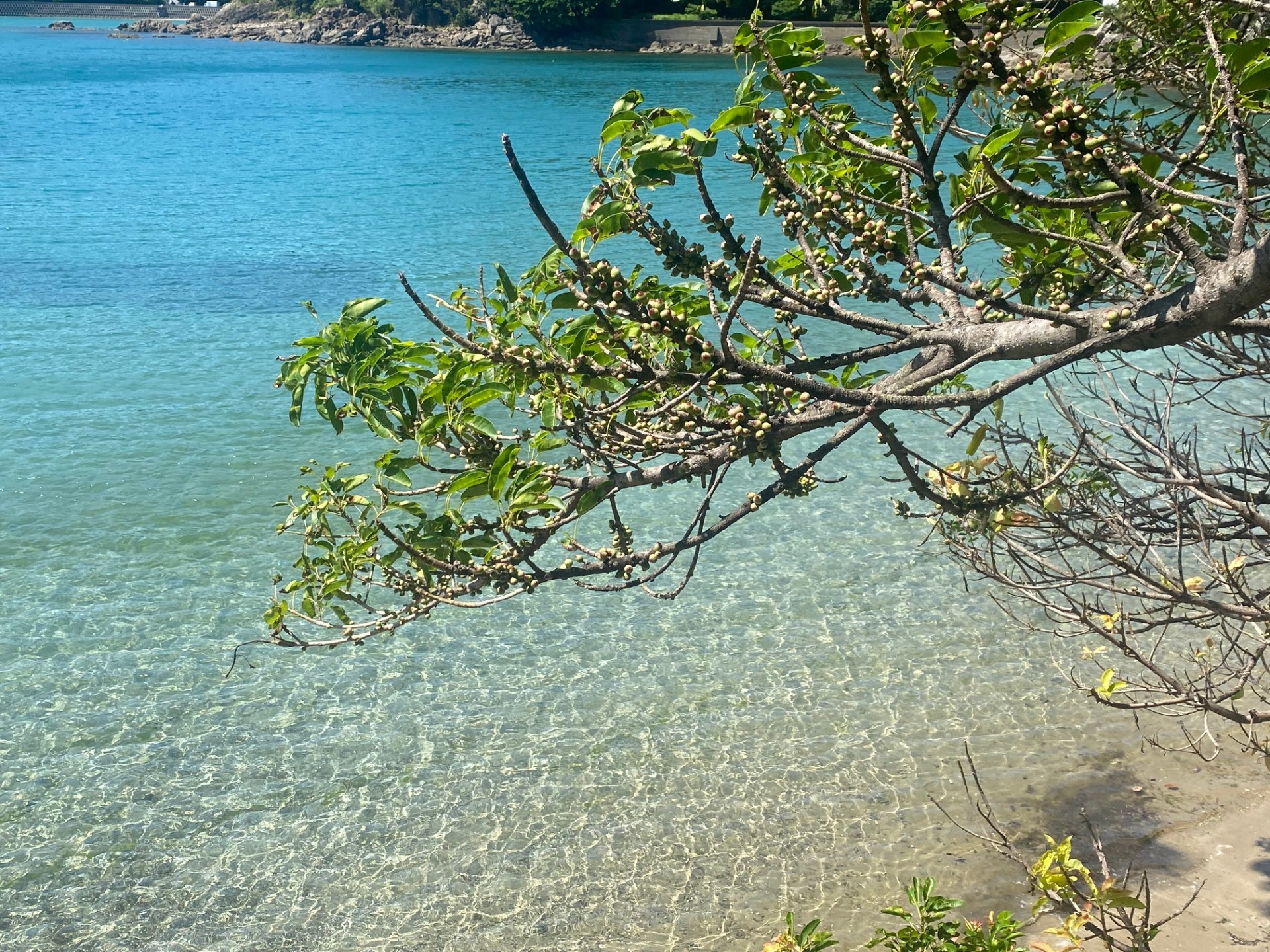 産湯海岸カヤック巡り